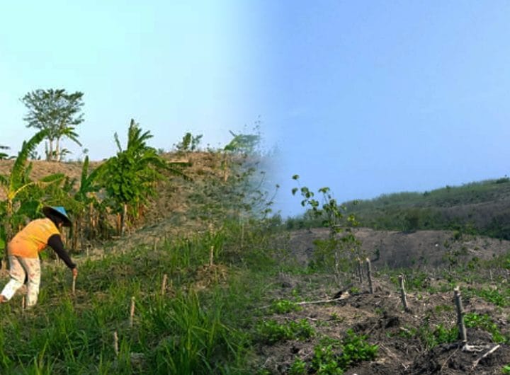 Petani Bojonegoro Selatan Mulai Menanam Jagung Jelang Musim Penghujan